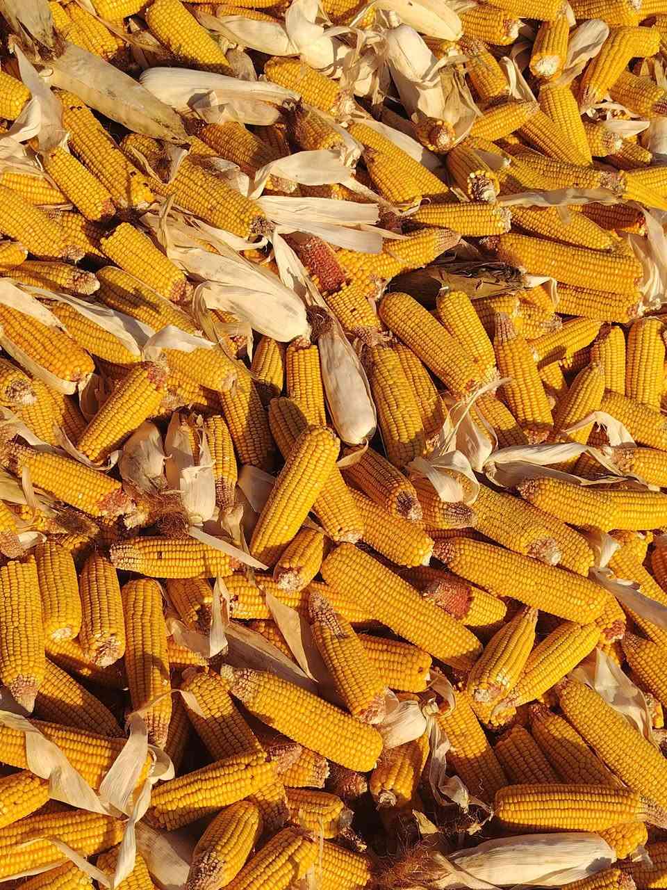 السلام عليكم يوجد اذره مجروش درجه اولى مكاني بابل الحمزه الغربي سعر الطن 350
***********
