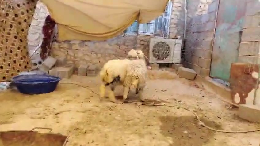 طليان رخم خط اول خشنات وسمان كلشي يرهمن شرط النصاح
المكان حديثه/السعر 600
أي استفسار ع الرقم
***********
