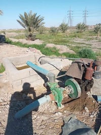 ام الحلان • ٢دونم • ٤٦ نخلة