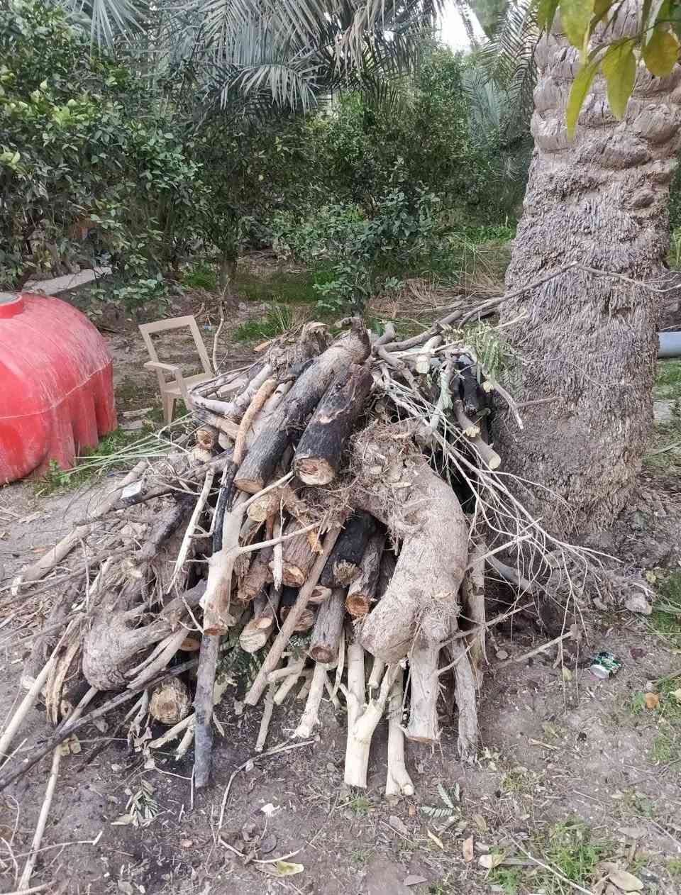 سلام عليكم خشب للبيع نص حمل او أقل ماعرف شوف كدام عينك اخضر ويابس ألسعر 180 .....***********
