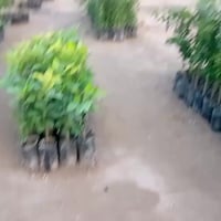 الجقيفي الثانية • قرب العبوه • ديكور وحديقة