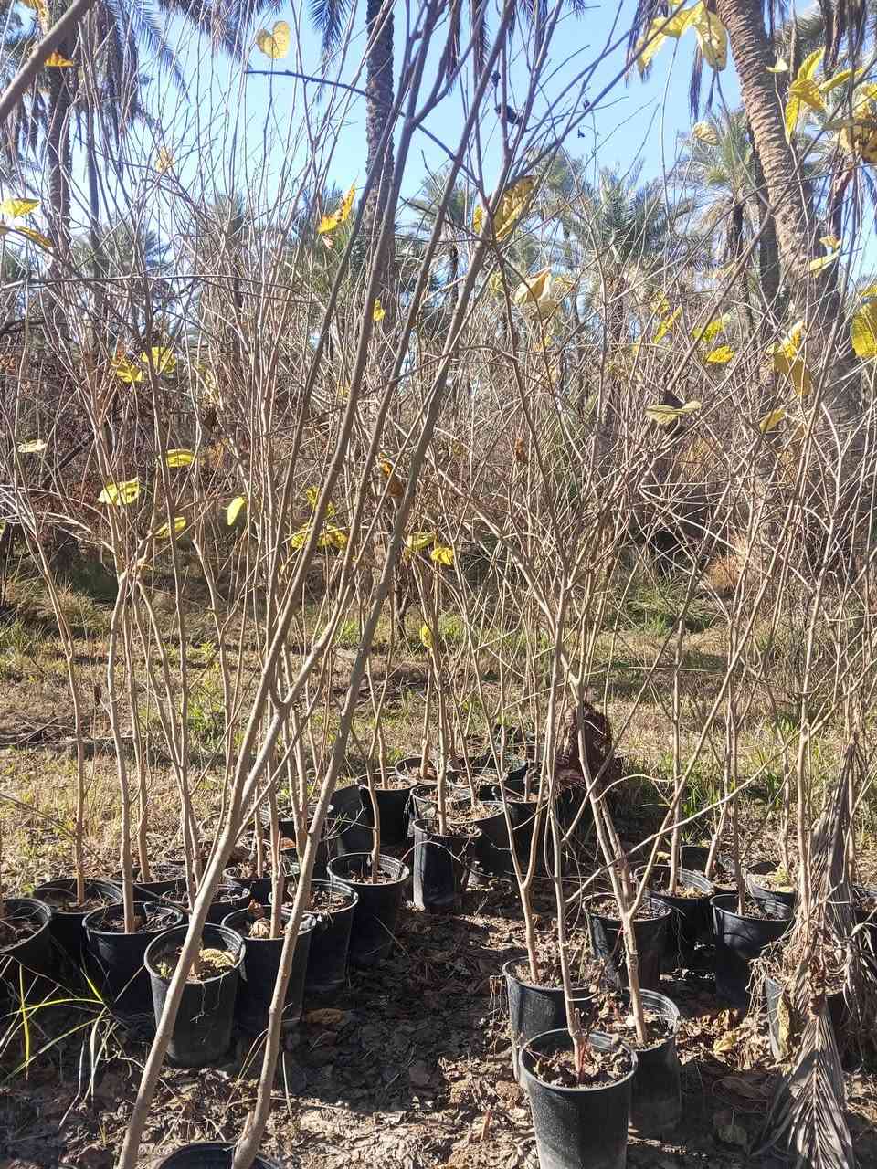 تكي كندي ارتفاع مترين إلى متر ونص 
🟥السعر 4000
🟥 عمر الأشجار 2 سنه
⬛️ ارتفاع الأشجار  متر و نص و مترين ونص 
⬛️الاول سنە یحمل
🟥 مناسبة للطقس البارد والحار والحار جدًا
⬛️ تنضج الثمار في الصیف و الخریف
🟥 تنمو أشجار تکي في جميع أنواع التربة

للحجز و الطلب
واتساب: ***********

 لدينا خدمة توصيل إلى جميع المناطق العراق كميه فقط 

عنواننا:  كربلاء قضاء الحسينيه منطقة الابراهيميه  #الجميع
