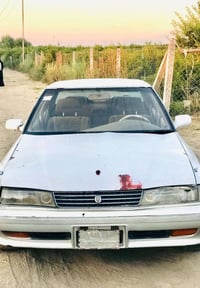 مراوس • بدل • الضلوعيه
