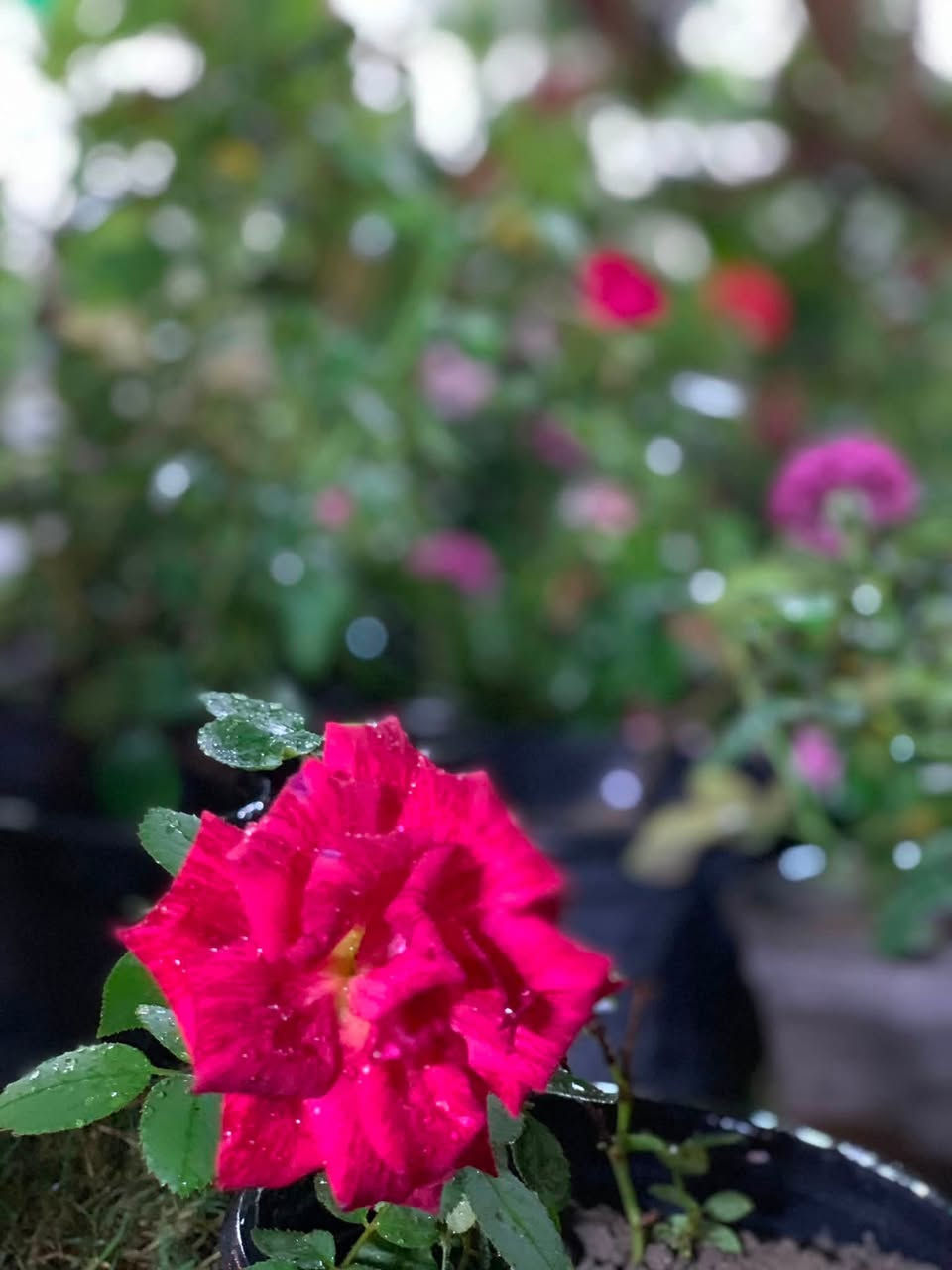 بسم الله وجبه جديده من انواع الازهار والشتلات 🌹🌹🌸🌼وبااسعار مناسبه جوه السوك😍😍😍🌹🌹🌹
الكميه محدوده للطلب اتصل 👇🏻  توصيل فقط الف داخل العزيزيه 
‭***********‬
