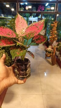 نباتات • داخليه • خارجيه