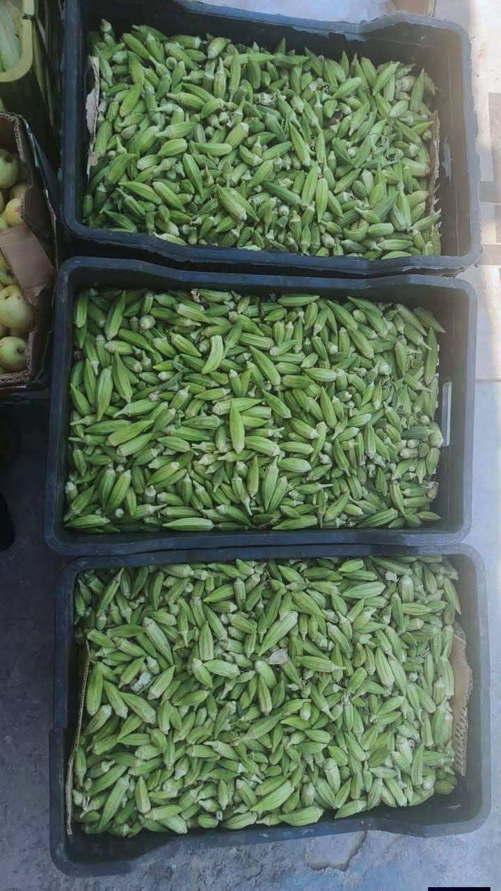......😊علوة زاد الخير😊

💸يَأْتِيهَا رِزْقُهَا رَغَدًا مِنْ كُلِّ مَكَانٍ💸
  
(لسنا الوحيدين لكننا الافضل)

طماطه عراقيه 500
اسود عراقي 750.
بصل اصفر 750 
فلفل عراقي باررد 1000
بصل احمر ابيض 1000
شجر عراقي 1000
بطاطا عراقيه 1000
جزر مصري 1000
عطوزي خيار 1000
فلفل عراقي حار 1500
خيار عراقي 1000
خس كيلو 1500
فاصوليا خضوه 2500
لوبيا عراقيه  2000عرض
بامية عراقية2500
بامية خشنه تشريب 1500
جملة 5فوك 2500 كيلو
ركي عراقي  750حكه 3
بطيخ 🍈 750 حكه 3
… ادوات طرشي… 
لهانه بيضه 750.3بل 2000
لهانه حمره 750.3بل2000
قرنابيط عراقي 1000
ثوم 🧄جيس 1000
ثوم وزن 4000 نص 2000
ت سفرة استعمال واحد 1000
حصالة. او قاصة  1000
اذره جاهزه 1000
   .❤️❤️.الفواكة❤️❤
تفاح عراقي ناعم 1000
برتقال سوري 1250
تفاح احمر 1250
تفاح اصفر 1500
عنب 🍇 عراقي ابيض1500
عنب 🍇 عراقي اسود 1500
كوجه حمره 2000
عرموط عراقي 1500
لالنكي عسلي 2000
موز صومالي 2000
خوخ كعكي عسلي 2000
خوخة🍑 صوفي 2000
خوخ مسكي 2000
مشمس مصري 2000
ليمون تركي 3000
تفاح سكري  🍏 3000
كرز 🍒 كيلو 4نص 2000
زنجيبل كيلو 8 نص 4 ربع2
تمر خستاوي جيس 1500
....الخضروات…. 
 كرفس معندوس كراث جرجير 10 الف 
رشاد باكه500كبيره
ريحان باكة 3بل 500
فجل احمر 500
شبنت 500
سلك  باكه 1000 
جيس تمر خستاوي 1500
طرشي خل عادي 1000
طرشي مزيت جيس نص 2000

🍖الدجاج ذبح ومقطع.. 
دجاجة ب🍗 8الاف وزن 2كيلو فوك
عروض مقطع 
افخاذ دجاج  6000
صدر دجاج 🍗 6000
كبده مع حواصل 6000
اجنحه دجاجة 🐔 6000
......👈لحوم عراقيه

لحم 🍖 غنم 22 نص 11ربع 5500
ليه غنم 20 نص 10 ربع 5
لحم 🍖 شرح 18نص 9 ربع 4500
لحم 🍖 مثروم 18..نص 9 ربع 4500
… 🤚الغذائية المتوفر… 
لامندوزي جيس 500
شطه علبه  500 
نومي بصره جيس 500
شعرية جيس 500
معكرونية 500
قوطيه بزاليا جزر 500
معجون 1000 صغيره
معجون كزاز 2000
سفرة استعمال واحد 1000
اكياس نفايات 1000
بزاليا عراق الخير 1000
فاصوليا علبه 1000
حمص لبلبي 1000
دبس صغيره 1000
راشي صغيره 1000
معجون صغيره 1000
كجب 1000
صاص 1000
ثوم مطحون 1000
بصل مطحون 1000
كركم مطحون 1000
كركر عادي 1000
سبع بهار 1000
دبس رمان 1000
بهارات برياني 1000
بهارات جدر 1000
بهارات دولمه1000
سماك  1000
شاي 🍵 جيس1000
بهارات تشريب  لحم 🍖 1000
بهارات كص لحم 🍖 1000
بهارات تشريب دجاج 🍗 1000 
كاري 🍛 1000
بابريكة 1000
كمون مطحون 1000
طحين صفر 1000
شكر كيلو 1250
ماينوز علبه 1500
ماينوز فلفل 1500
ماينوز خردل 1500
يوجد معطر جو 1500
تمن جيس 2000 
تمن حصة.1000 كيس كيلو
ماجي لحم 🍖 2بربع
ماجي دجاج 🍗 2بربع
ملح ناعم جيس بربع
ملح خشن كيلو 1000
زاهي وزير 1000
معطر ارضيات 1000
خل ابيض 1000
خل اسود 1000
خل ليمون 🍋1000
خمره صغيره500
طحين جيس 1000
دهن الدار بطل 3000
دهن الدار بطل 2500
 يوجد خبز 🍞 البيت 5الف
تبدي اوقات التوصيل من ساعه 11ونص صباحا الى الساعة السادسة 🕖 يتوقف
للحجز دز قائمة وللعنوان جواهه ماسنجر او واتس آب الرقم ***********
خدمة.توصيل 1000باب الشقة
ملاحضة .. مبلغ بلوصل مع توصيل
اي خطا  شي راسلنه  مع تصويرالوصل   .(بدون وصل يسقط حق مراسله )
ملاحضة ايضا توجد دفع ماستر كارت علا هاذا حساب
917365722607

تدلللون
