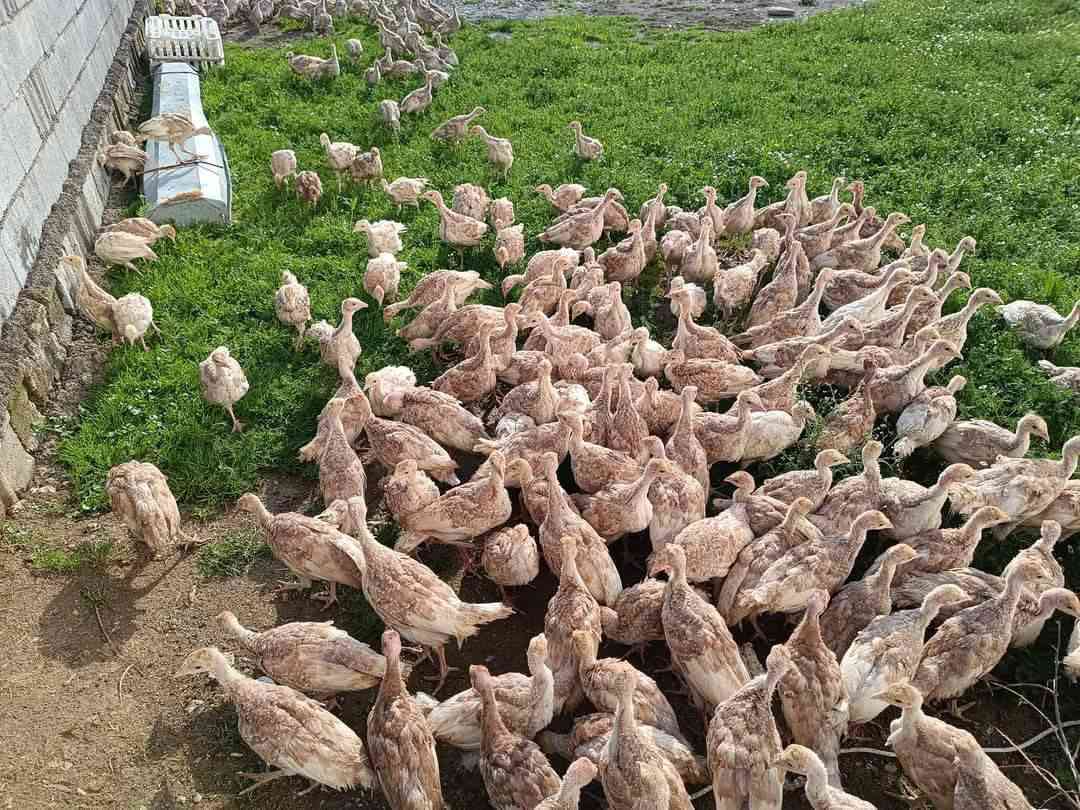 ماشاء الله جوجکه قه لی سوری هۆڵندی عه سلی
  جوتی 19 هه زار 
ته مه نیان 50  ڕۆژه
وه زنیان 700 بۆ 900 غرامه 
سه تا 90 نێره
شوێن عه ربه ت ***********
***********
