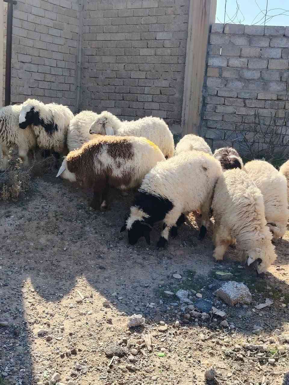 من رخصت الأدمن المحترم
اخوان أذكرو الله وصلو على النبي
للبيع طليان العدد 20+ و فطايم 4 ناصحات شرط النصاحه تريدهن ربط او ذبح درجى أولى گصه وحدة مراح واحد خشانه فول شرط مكفولات من كل عيب ابيع شلع مكاني صلاح الدين بيجي للاتصال *********** اسيا ***********
