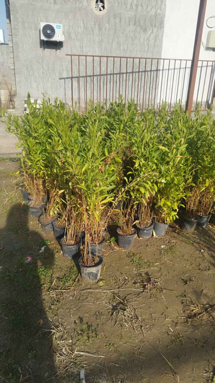 السلام عليكم تصفيت مشتل والاسعار مناسبه الموقع مقابيل سيد الاسعار الرقم ***********
