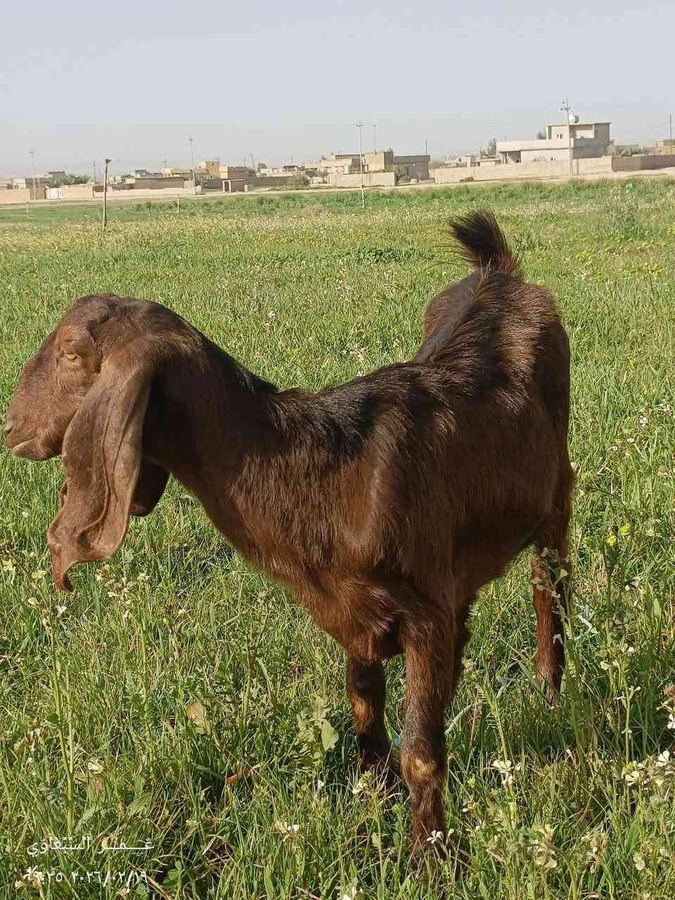 السلام عليكم عنوز العدد 4 اثنين والدات جدايا واثنين ما والدات للبيع ***********
