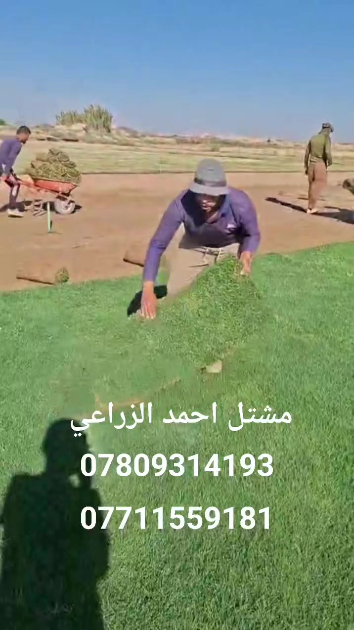 تم وصول وجبه جديده من ثيل هندي درجه اولى وثيل اسباني دائم الخضره من أفضل أنواع الثيل
السعر ثيل الهندي سعر القطعه 1000 دينار
السعر ثيل الإسباني سعر القطعه 1500 دينار
المتر المربع قطعتين 
يعني الهندي متر مربع 2000 دينار
والاسباني متر مربع 3000 دينار 
مشتل احمد الزراعي 
الانبار حديثه بروانه الشارع الرئيسي 
احمد ***********
محمد ***********
