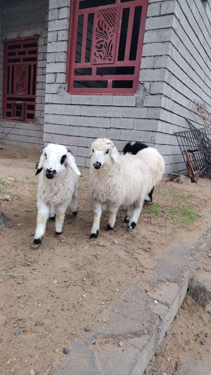 اللهم صلي على محمد وال محمد 
#يوجد_طليان_مال_ربط_بكم ناصحات شرط النصاحه علئ كل عيب مابيهن العدد 3 المكان صلاح الدين بيجي رقم الهاتف ***********  ***********
