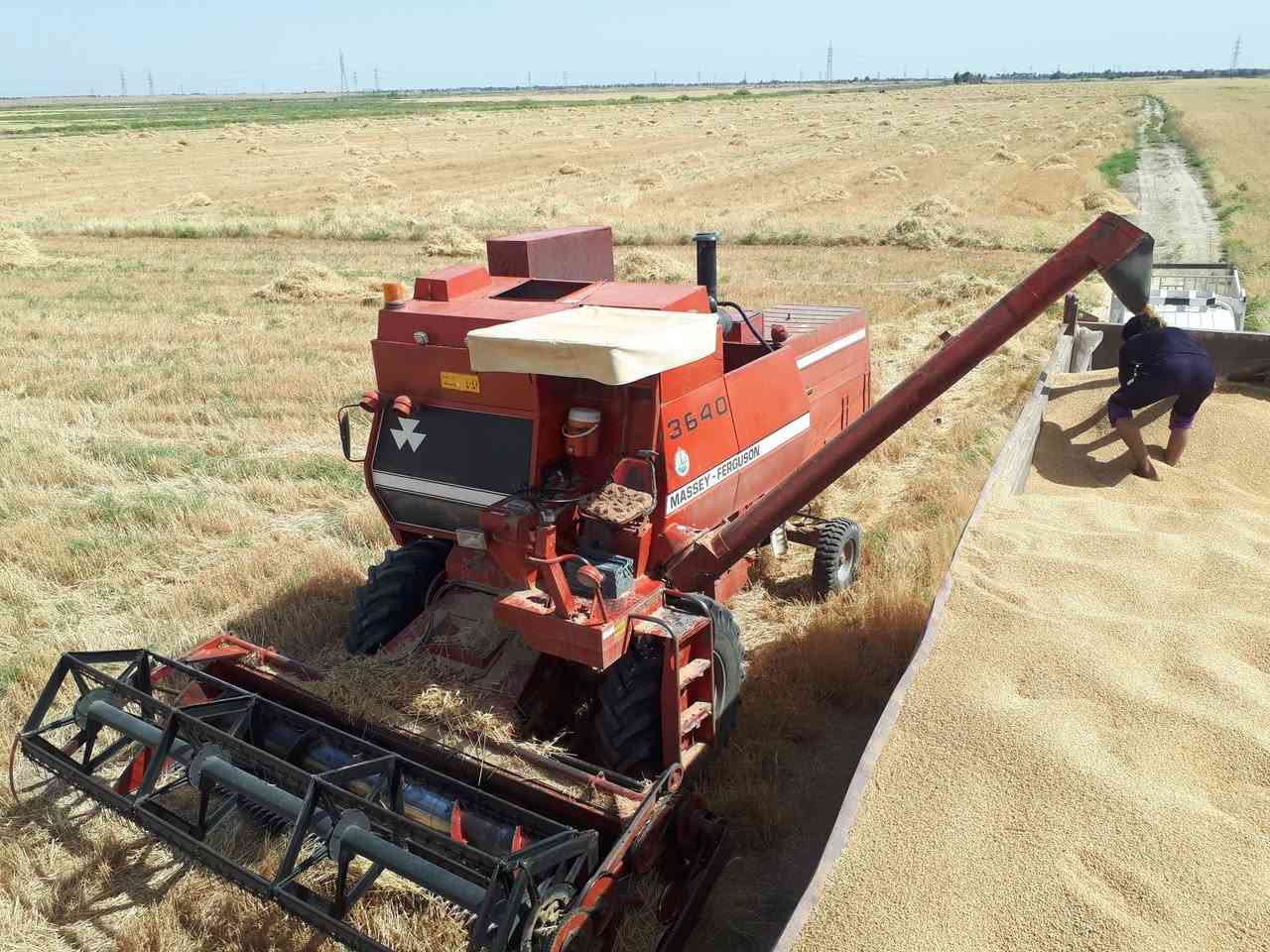 السلام عليكم حاصده فوركسن موديل 1991 رقم واسط انكليزي سنويه بسمي مشروع وطني جاهزه للحصاد مابيها نقص محرك كير شرط معمل جاهز ***********
