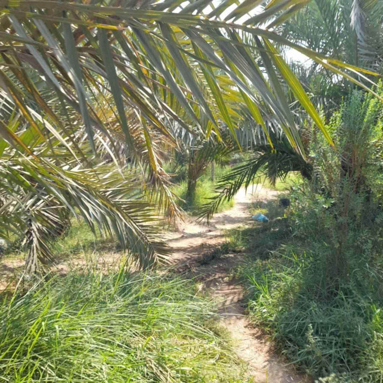 بستان دونم ونص على جهت شط العرب  بسم عراقي طابو صرف اسود عثماني تحويل مباشر  يبعد عن طريق ابو الخصيب السايدين 800م قرب جامع الرسول الاعظم
***********
