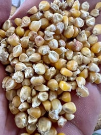 ذرة هندية • ناعمة • توصيل
