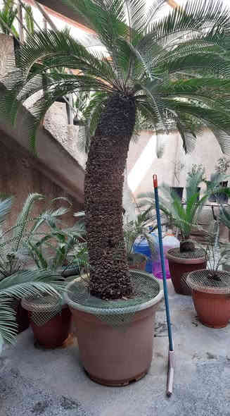 من رخصة الادمن نخلة سايكس للبيع العمر اكثر من ٣٥ سنه . موضوعه في سندانه منذ ٥ سنوات يعني لا تتكطع الجذور ولا توكع نص السعفات بعد التحويل . بيها سبع فسايل دليل على نشاطها وصحتها الجيده . تربتها بثموس مخصب وفيرمي كومبوست وقليل زميج ومسمده بالحديد والnpk  والهيومك اسد والداب يعني كامله مكمله ما شاء الله تبارك الله ارتفاع الجذع من التربه ١٢٥ سانتيمتر بدون السعف . السعر ٤٥٠ الف وبي مجال . مكاني الاعظميه الشراي يراسلني رجاءا واتساب  ***********
