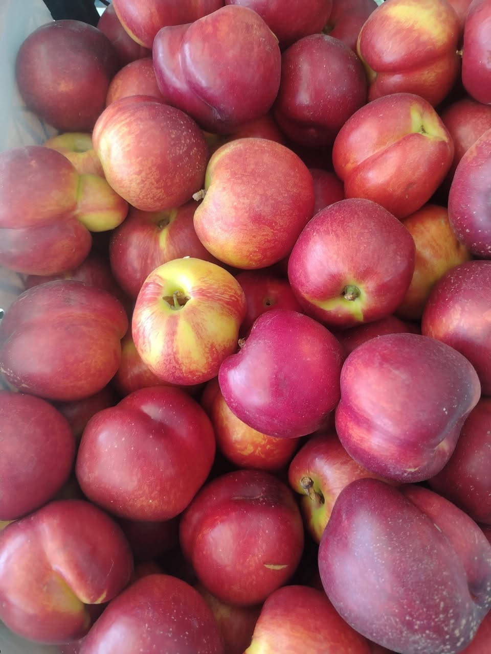 مسواك  جديد  جميع  انواع  الفواكي  والخضورات
🍌🍋‍🟩🍋🍊🍉🍈🍑🥝🍆🍆🥔🥕🫛🍄‍🟫🧄🥦🥬
العنوان  شارع  الحضرةخلف  ماركت  بيم 
يوجد خدمة  توصيل***********
