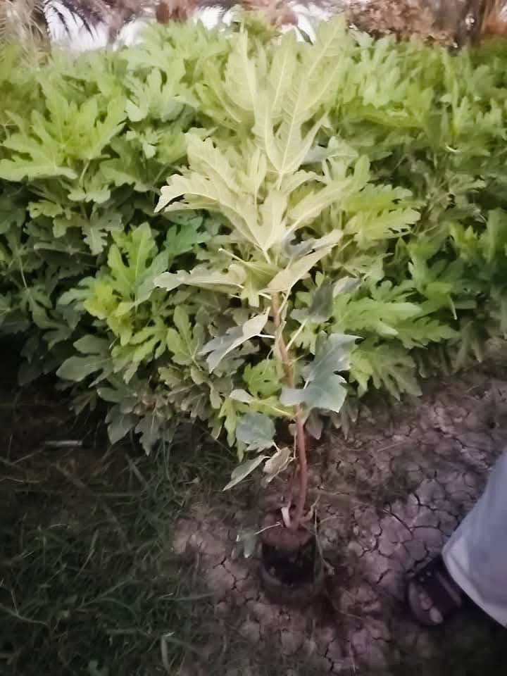 على بركة اله
🌞🌴.... البيع. شتلات تين ....🌴🌞🌴 
     🌞🌱تين اسواد تين بن مسلم🌱🌞🌱
     🌞 🚨.  المكان    بابل.      الكفل.🚨🌞
     🌞 جمله فقط
     🌞 جمله فقط
     🌞جاهز الزراعه 🌴🌴
     🌞اقل كميه ١٠٠ شتله 
     🌞التصال ***********📞📞
     🌞رتفاع متر. وأكثر🎄🎄 . حجم سندانه كيلوين 
     🌞ملاحظه. الشراي. يتصل🪩🪩
