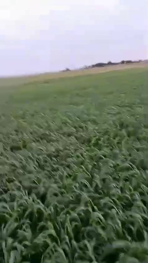 سلام عليكم أرض زراعية للبيع مساحه 40 دونم ماء متوفر +كهربأ+محوله+تبليط براسها +ملف كهربائي+المكان ناصرية الرفاعي على طريق سيد أحمد الاستفسار اتصل علا (***********)
