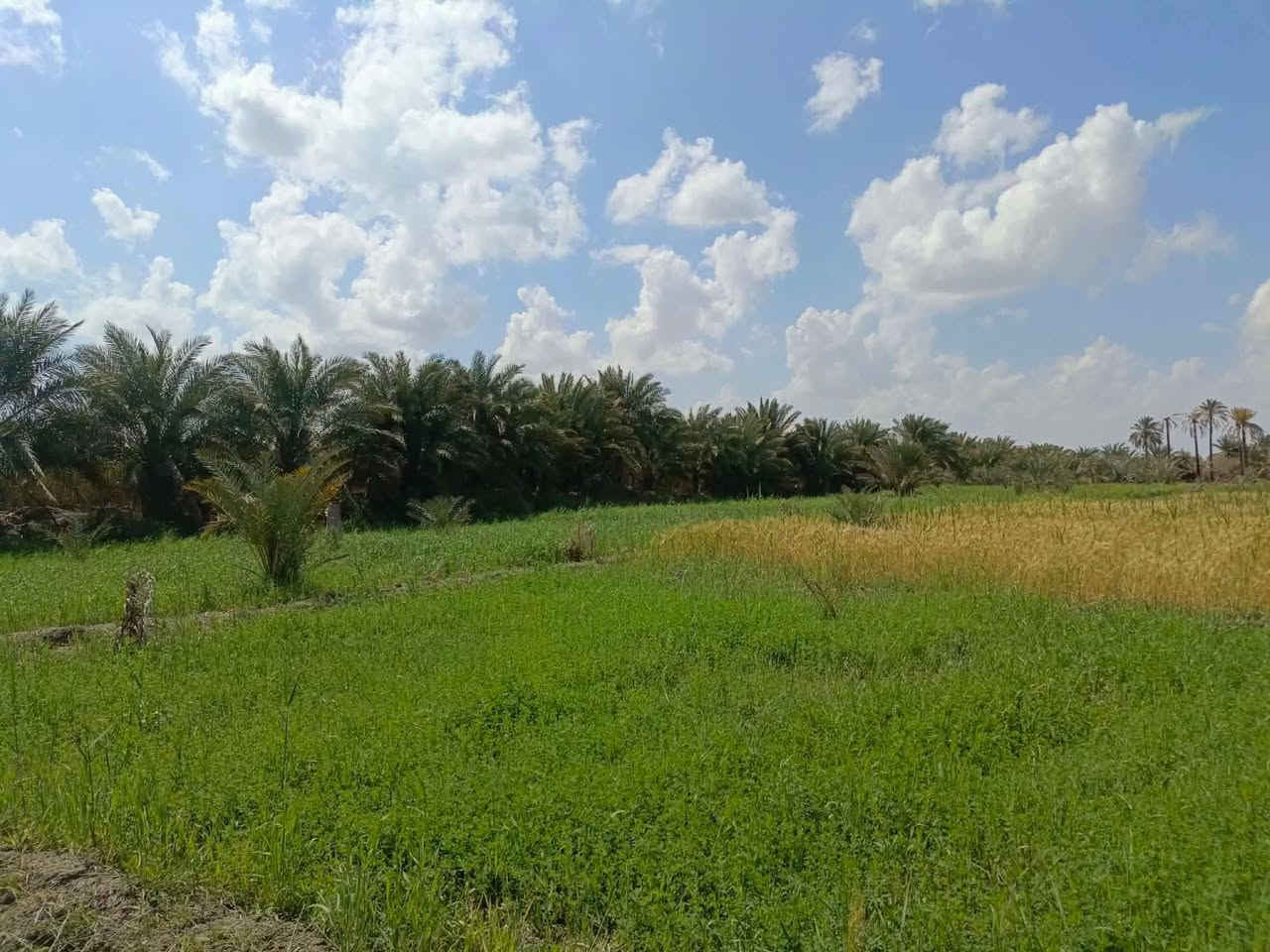 بستان مساحة 6 دونم
قرب شركه السطح الامين ال محينه نزلت النغيمشي قرب سكت القطار بستان زراعي يوجد فيه ((نخل حمال بنوعيات جيدة))  محوط بنهر واجهته على الشارع سبيس 
خدمات ماء + كهرباء
وماطور سقي كلشي متوفر
 الدونم الواحد ب 35 وبي مجال
السعر الكلي 200 مليون وبي مجال
***********
