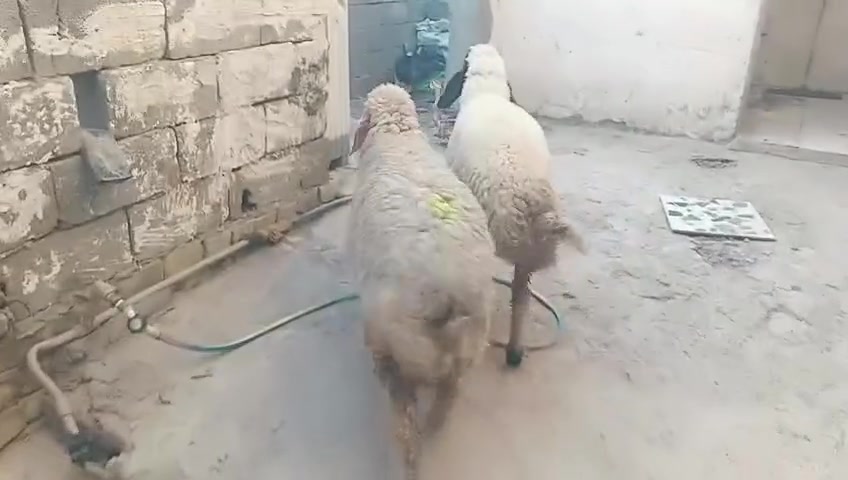 سلام عليكم طليان للبيع شراي يتصل ***********خاص واتساب توصيل موجود مكاني حي البتول
