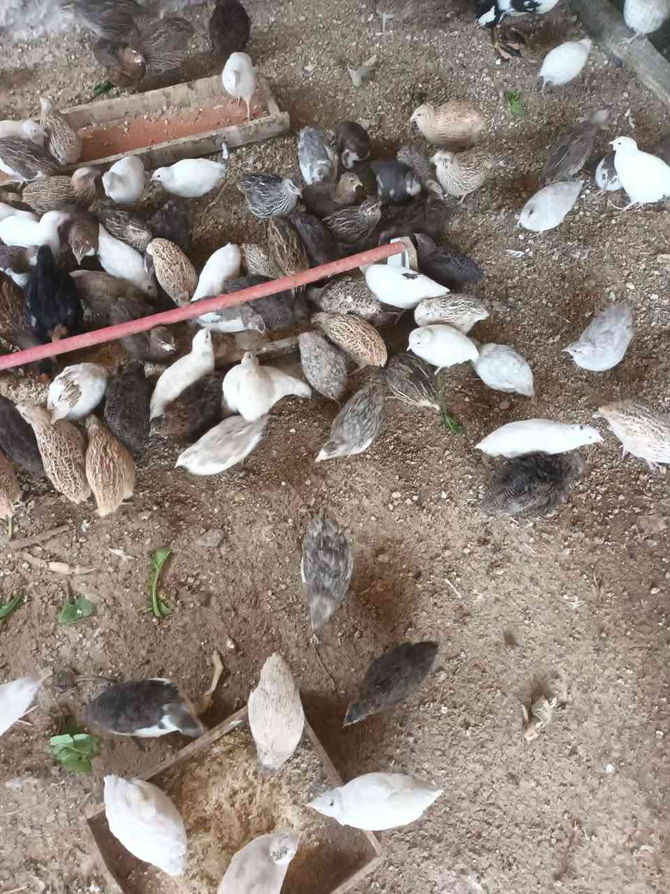 متاح بيض سمان 130 بيضه 20 الف
خدمة التوصيل مجاني داخل بعقوبه فقط


**إذا كنت صاحب هذا الإعلان وتريد حذفه لأي سبب، رجاءا أرسل رسالة إلى الدعم الفني**