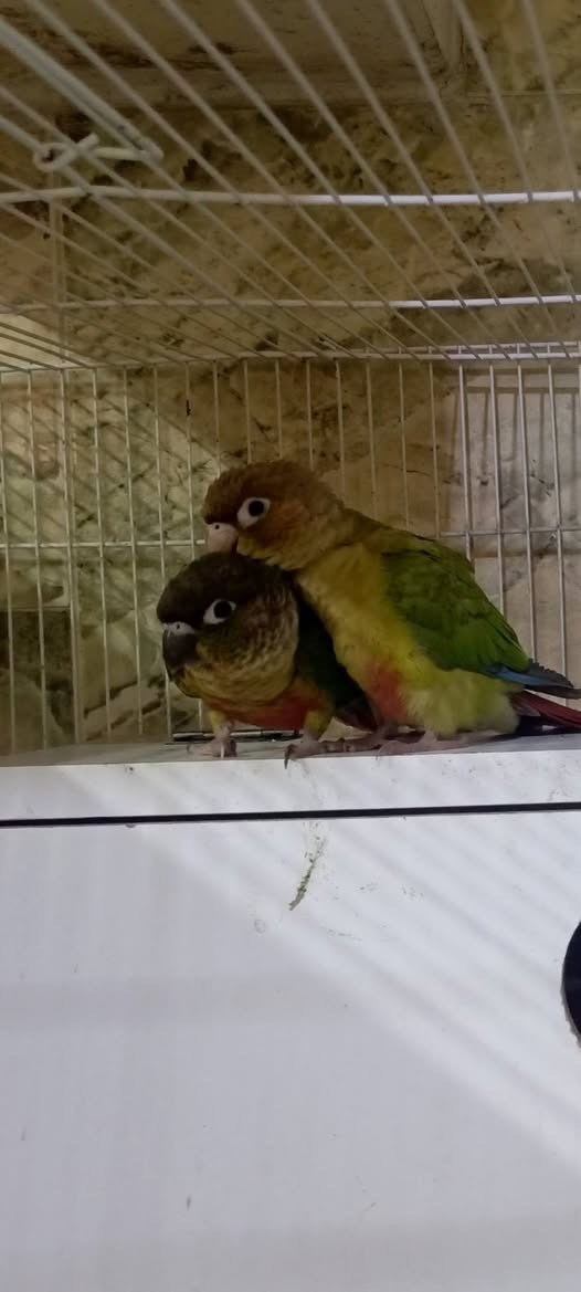 ببغاء كنيور اليفات كلش
متوفرات للاستفسار عالوتساب ***********
