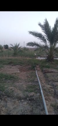 أرض زراعية • أرض للبيع • بستان نخيل • أرض العزيزية • طابو • أرض سند • ...