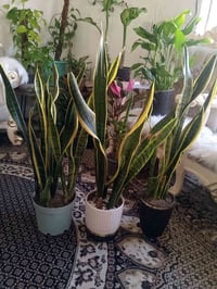 جلد النمر • راحة نفسية • ديكور منزلي