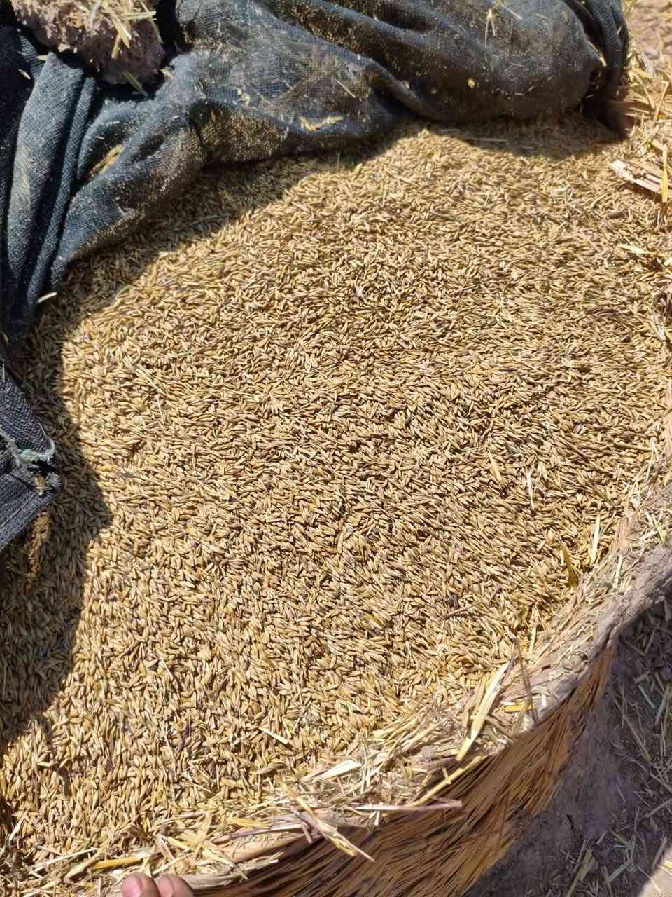سلام عليكم يوجد بذور اشعير مال اعماره للبيع الشراي ينتصل اني مكلف بل نشر  ‏‪***********‬‏
