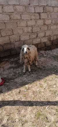 طلي للبيع مال ربط نشاط صحة فوول 350 ألف بيه مجال  07748247563