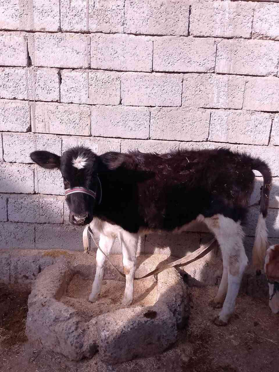 السلام عليكم للبيع حوليه جنس اصليه مالت بيت ترهم ربط وترهم جنيه السعر 830وبيها مجال قليل الاستفسار الاتصال على الرقم ***********
