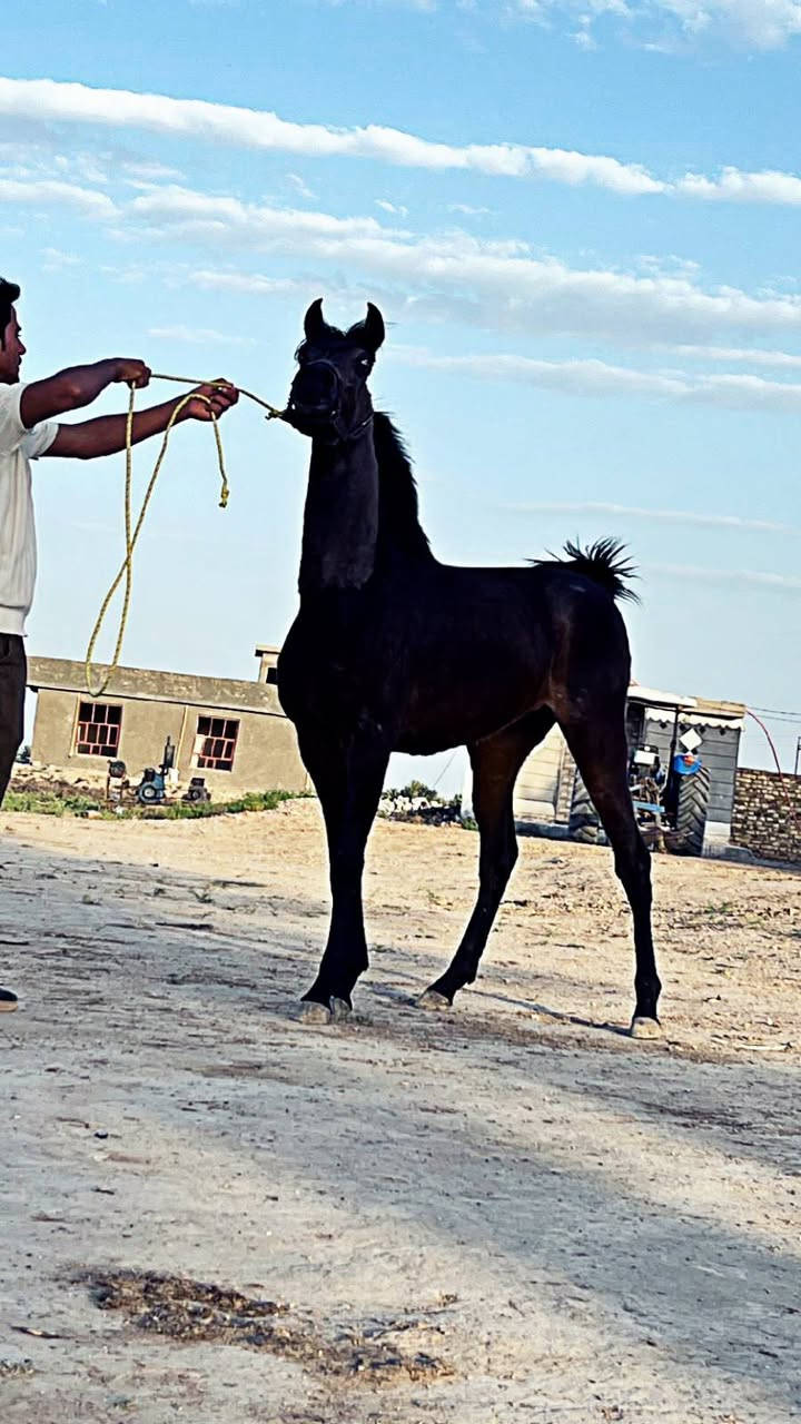 مهره مصريه فناص كسر دوسر عمر 11 شهر كتاب وشريحه مكفوله من كل عيب بنت البطل اليوكي وبخدمتكم مكاني بابل الاستفسار
‏‪0789 207 5909‬‏
***********
مهره مصريه فناص كسر دوسر عمر 11 شهر كتاب وشريحه مكفوله من كل عيب بنت البطل اليوكي وبخدمتكم مكاني بابل الاستفسار
