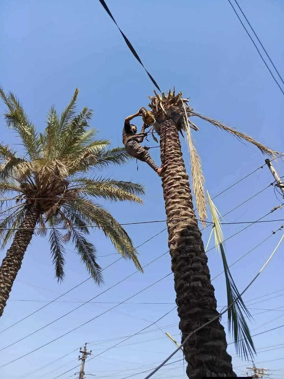 شراء الاشجار
قص النخيل
***********
