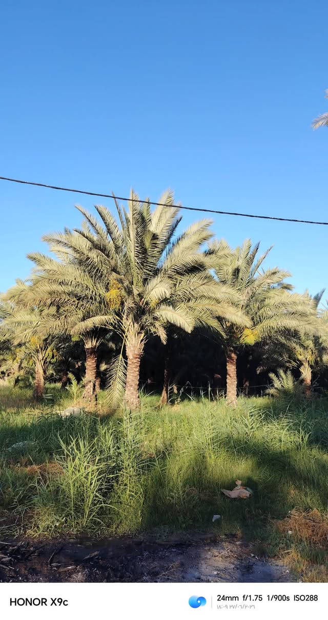 سلام عليكم خمس دوانم البيع في قلب رحمانيه الواجهيه 50 متر الستفسار عله رقم ***********
