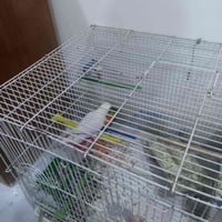 زوج غندوره • ٤ فراخ • موصل