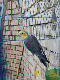 كوكتيل • فحل • تغريد