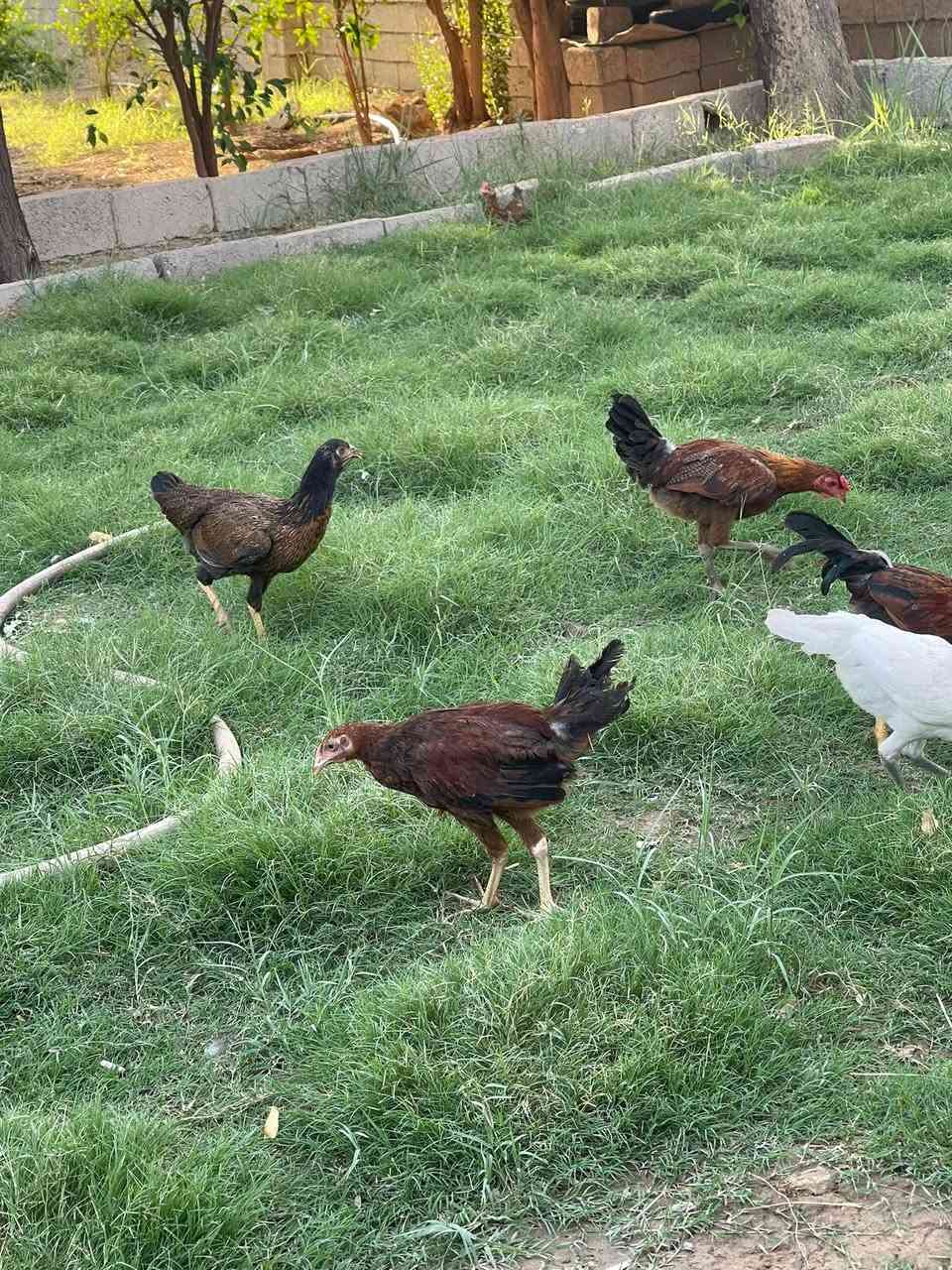 سەلامو عەلەیک وەجبەیە باڕوباڕۆکەی ساخو تەندروست بۆفرۆشتن شوێن کەلار ساڵاخا ***********
