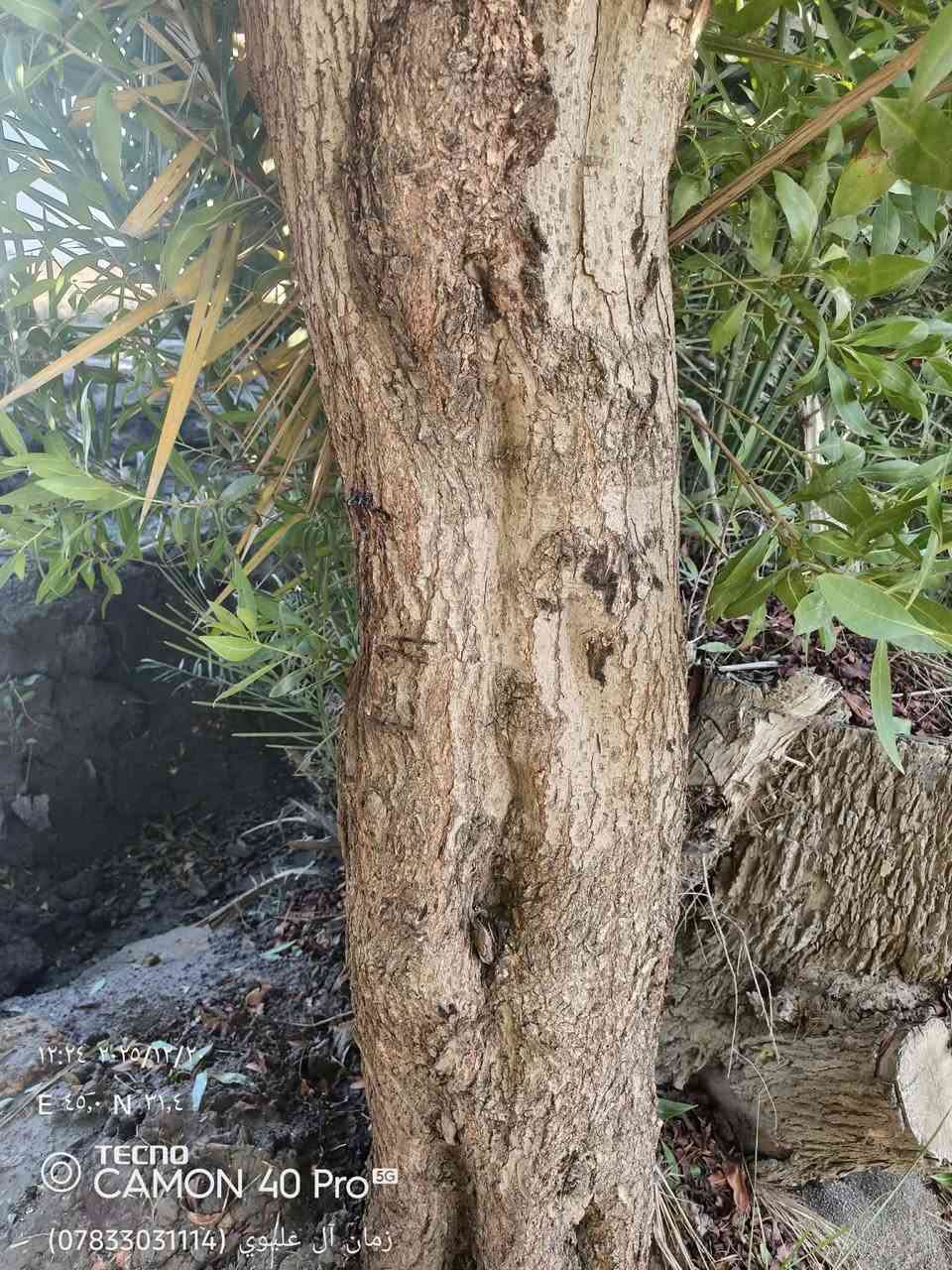 سلام وعليكم. اشتري جميع الشجار  شعدك من شجر اشتري مكصوص.    ما مكصوص  نبك  كاربس اثل كالبتوز غرب.   بس رمشلي وخابرك 

***********
