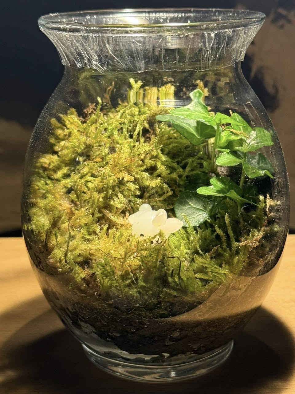 �✨ دوارق التيراريوم – جمال الطبيعة بحجم صغير ✨🌿

إذا تحب الطبيعة بس ما عندك وقت للعناية اليومية، الحل موجود ويانا 💚
نقدملك دوارق التيراريوم الزجاجية بتصاميم أنيقة تناسب البيت، المكتب، أو حتى هدية مميزة 🎁

🌱 مميزات التيراريوم:

 • شكل راقي وهادئ يضيف لمسة طبيعية لأي مكان
 • ما يحتاج عناية مستمرة
 • مناسب للمبتدئين ومحبي النباتات
 • يعيش لفترة طويلة داخل بيئة مغلقة

💧 شنو يحتوي الدوارق؟

 • طبقات تربة مخصصة 🌍
 • فحم لتنقية الجو داخل الدوارق
 • نباتات مختارة بعناية 🌿
 • ديكورات طبيعية وحجرية

📋 تعليمات العناية:

 • 💦 السقي: مرة وحده كل شهر
 • ☀️ الإضاءة: ضوء غير مباشر (لا تحطه تحت الشمس المباشرة)
 • 🌬️ التهوية: إذا الدوارق مغلق، افتحه مرة بالأسبوع لمدة بسيطة
 • ❌ لا تكثر مي حتى لا تتعفن النباتات

🚚 التوصيل متوفر داخل المدينة
🎁 إمكانية التغليف كهدية بشكل أنيق

💬 للحجز أو الاستفسار راسلنا خاص
وفر لنفسك قطعة طبيعة تعيش وياك


**إذا كنت صاحب هذا الإعلان وتريد حذفه لأي سبب، رجاءا أرسل رسالة إلى الدعم الفني**