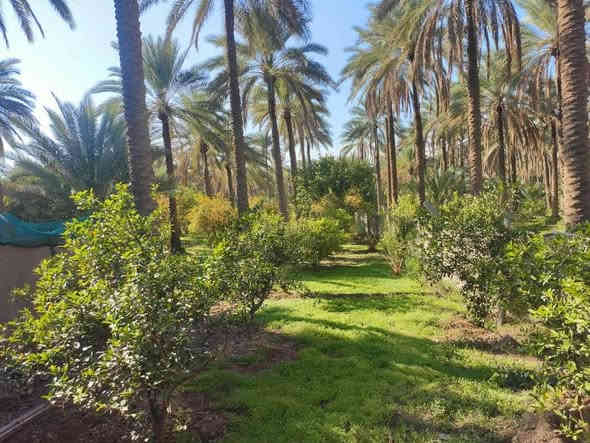 السلام عليكم دونم ونص دونم ونص مباشره بالحسينيه عالشارع مباشره بمنطقه العطيشي قريب على مدرسه السفير منطقه ابو تمر ببيت والمثل ما تشوفوه بستان مرتب وكامل جاهزه خدمات كامله مي مدارس كهرباء مي دلال اي استفسار اتصال بالرقم اللي راح نخليكم اياه بيكم خير وتدللوا وسعره مناسب ان شاء الله ابيع مستعجل اخوان
***********
***********
اتصل بالارقام
