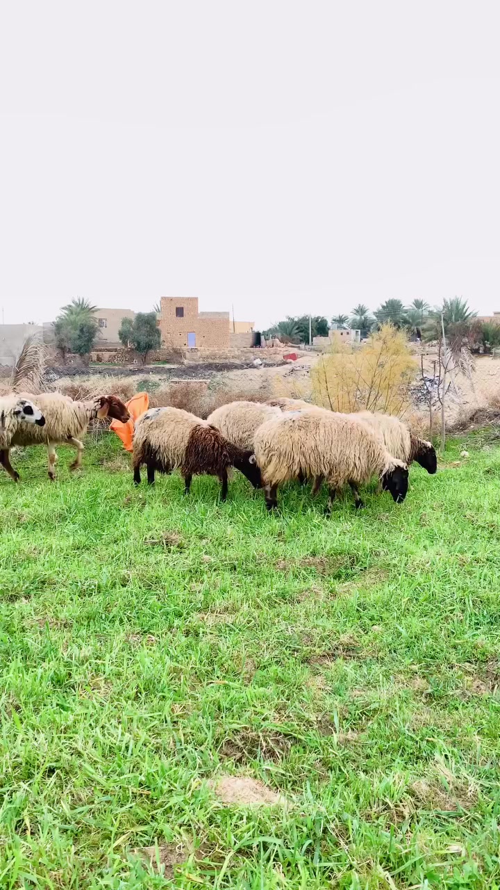 بسم الله الرحمن الرحيم سبع نعاج للبيع سعر جوز 540
هذا رقمي ***********
