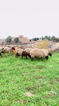 بسم الله الرحمن الرحيم سبع نعاج للبيع سعر جوز 540 هذا رقمي 07830529378