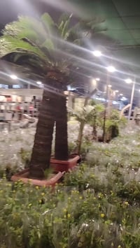 مشتل تبارك • مشتل • نباتات