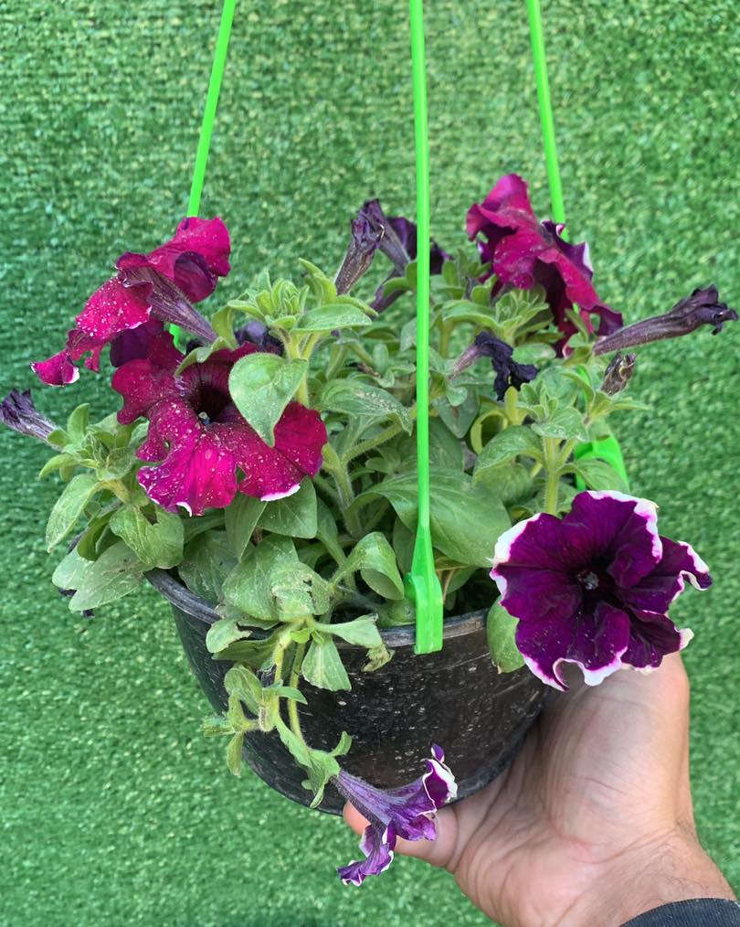 بتونيا تعليق متدلي 
#سعر #ب3500


**إذا كنت صاحب هذا الإعلان وتريد حذفه لأي سبب، رجاءا أرسل رسالة إلى الدعم الفني**