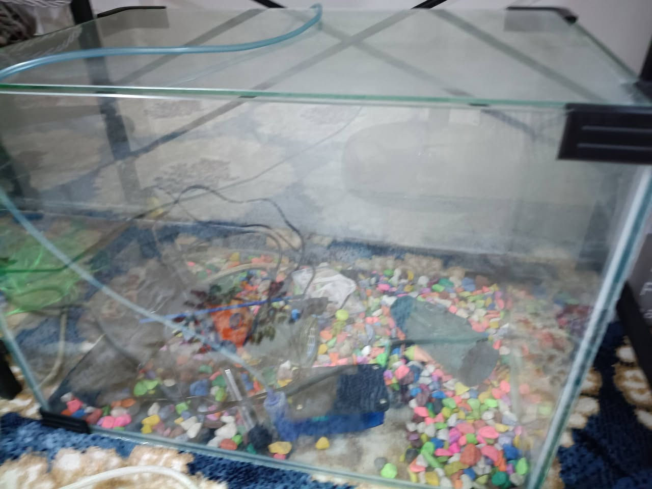 حوض سمك جديد مع كافه اغراضه للبيع


**إذا كنت صاحب هذا الإعلان وتريد حذفه لأي سبب، رجاءا أرسل رسالة إلى الدعم الفني**