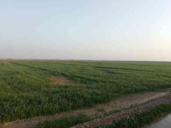 السلام عليكم ورحمه الله وبركاته 
ارض زراعيه للبيع المساحه 40 دونم متوفر ماء وكهرباء الاستفسار الاتصال على الارقام التاليه ***********
***********
