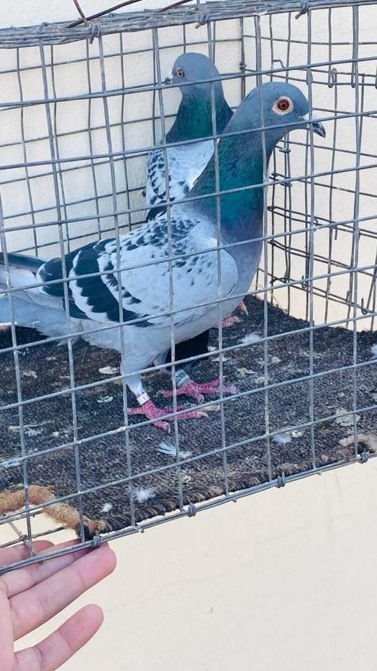 السلام عليكم زوج زواجل مال سباق سعرهم 15 قفل


**إذا كنت صاحب هذا الإعلان وتريد حذفه لأي سبب، رجاءا أرسل رسالة إلى الدعم الفني**