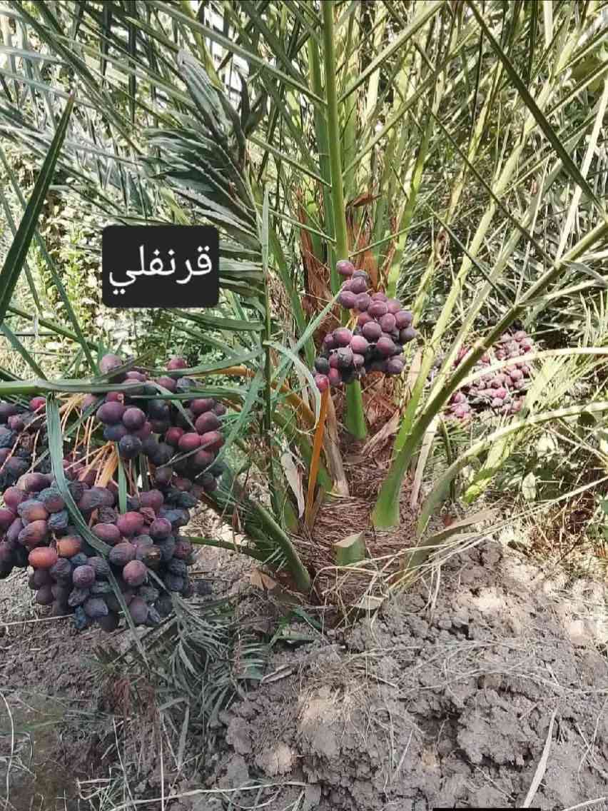 متــــــوفــــر
متوفر فسائل شيشي ب50 الف مع القلع
فسائل عمراني الفسيل ب 25 الف مع القلع
فسائل ام البلاليز الفسيله 75 الف مع القلع
فسائل ام دهن سعر الفسيله 50 الف مع القلع
فسائل بلكه سعر الفسيله 50 الف مع القلع
فسائل بربن الفسيل ب 25 الف مع القلع 
فسائل بريم الفسيل 35 الف مع القلع***********/
