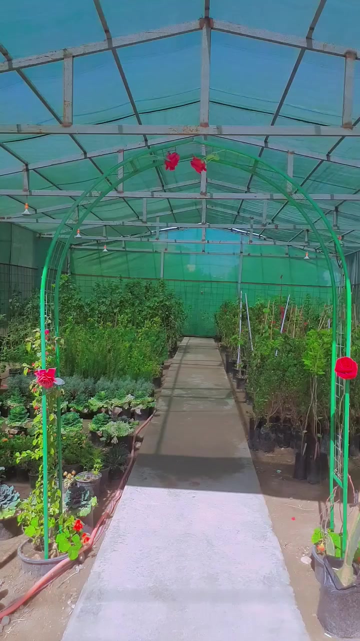 يا الله الهم صلِّ على محمد وآل محمد 
عرض خاص لفتره محدوده على جميع النباتات الداخليه ولخارجيه
يبدأ العرض من 3/9الا3/15مكان المشتل #قضاءالهوير قرب محطه تعبة وقود لؤلؤه السيف المشيده 
رقم المشتل ***********شرفونا وحياكم الله
@إشارة
